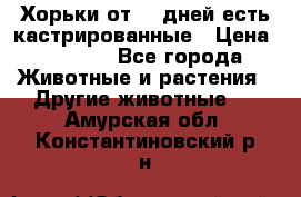   Хорьки от 35 дней есть кастрированные › Цена ­ 2 000 - Все города Животные и растения » Другие животные   . Амурская обл.,Константиновский р-н